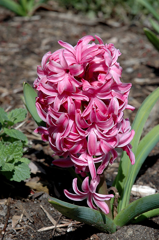 Pink Pearl Hyacinth (Hyacinthus orientalis 'Pink Pearl') at Wolf Hill Home & Garden