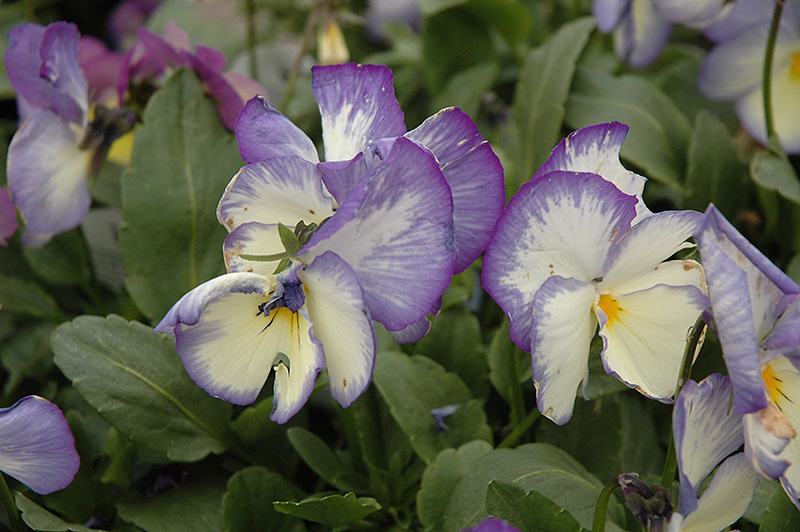 Blue Moon Pansy (Viola 'Blue Moon') at Wolf Hill Home & Garden