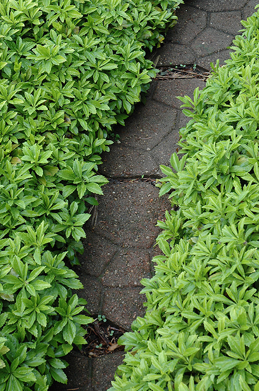 Green Carpet Japanese Spurge (Pachysandra terminalis 'Green Carpet') at Wolf Hill Home & Garden