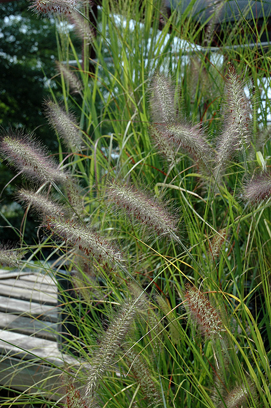 Cassian Dwarf Fountain Grass (Pennisetum alopecuroides 'Cassian') at Wolf Hill Home & Garden