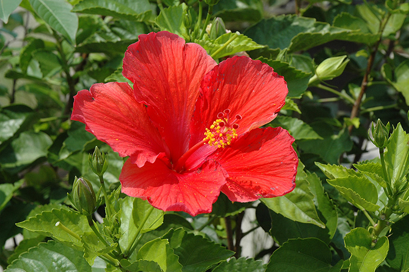 Red Hibiscus (Hibiscus rosa-sinensis 'Red') at Wolf Hill Home & Garden