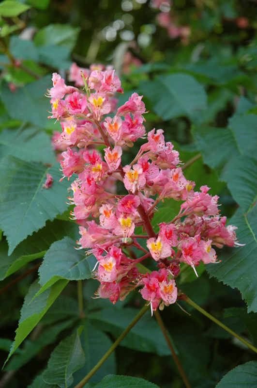 Ruby Red Horse Chestnut (Aesculus x carnea 'Briotti') at Wolf Hill Home & Garden
