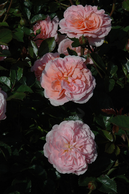 Apricot Drift Rose (Rosa 'Meimirrote') at Wolf Hill Home & Garden