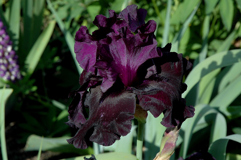 Black Is Black Iris (Iris 'Black Is Black') at Wolf Hill Home & Garden