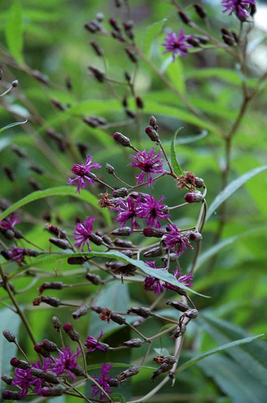 Tall Ironweed (Vernonia angustifolia) at Wolf Hill Home & Garden