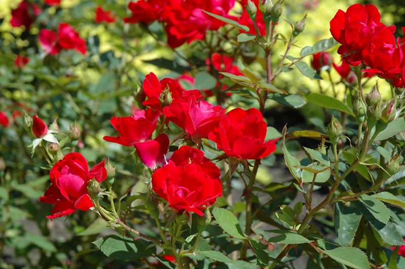 Kardinal Kolorscape Rose (Rosa 'KORsixkono') at Wolf Hill Home & Garden