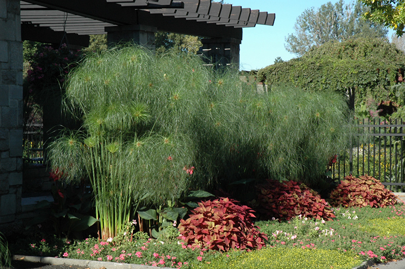 King Tut Egyptian Papyrus (Cyperus papyrus 'King Tut') at Wolf Hill Home & Garden