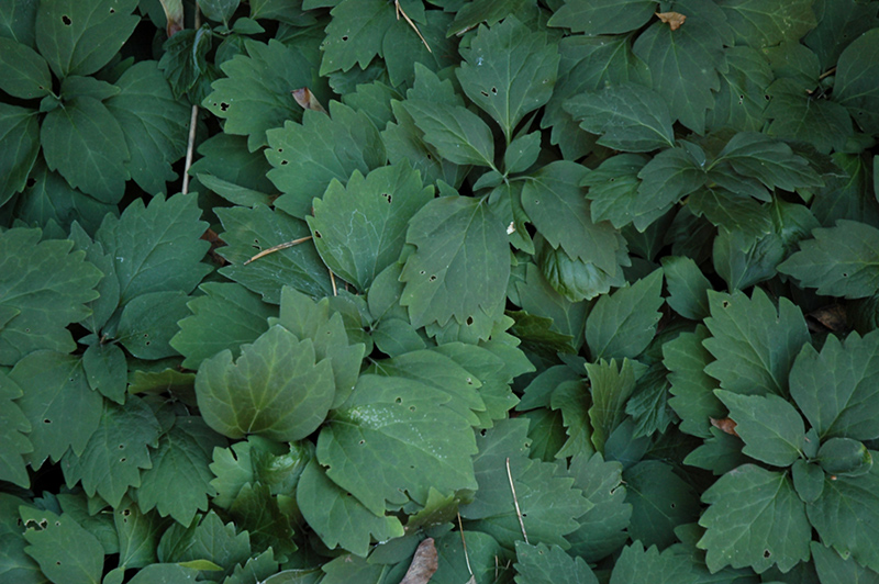 Allegheny Spurge (Pachysandra procumbens) at Wolf Hill Home & Garden