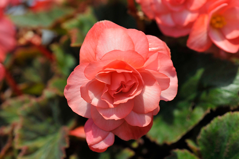 Double Delight Blush Rose Begonia (Begonia 'KERBESPIROS') at Wolf Hill Home & Garden
