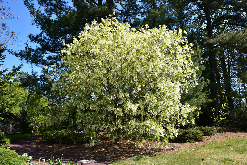 White Fringetree (Chionanthus virginicus) at Wolf Hill Home & Garden