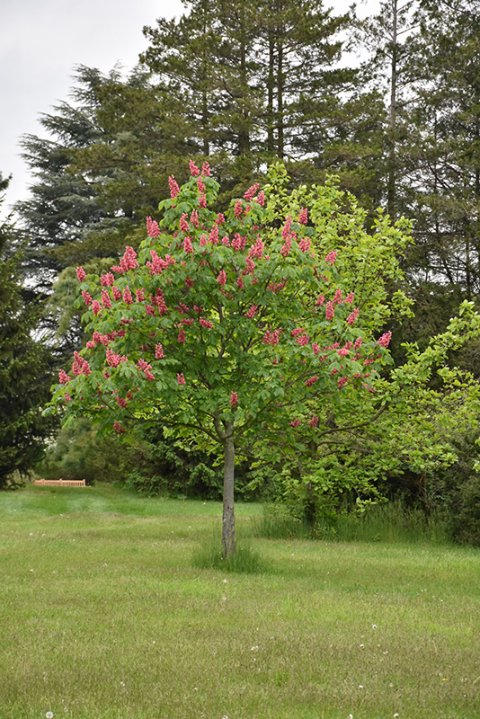 Fort McNair Red Horse Chestnut (Aesculus x carnea 'Fort McNair') at Wolf Hill Home & Garden