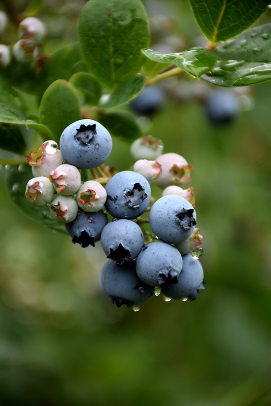 Duke Blueberry (Vaccinium corymbosum 'Duke') at Wolf Hill Home & Garden