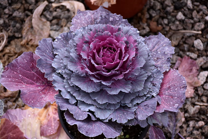 Osaka Purple Ornamental Cabbage (Brassica oleracea 'Osaka Purple') at Wolf Hill Home & Garden