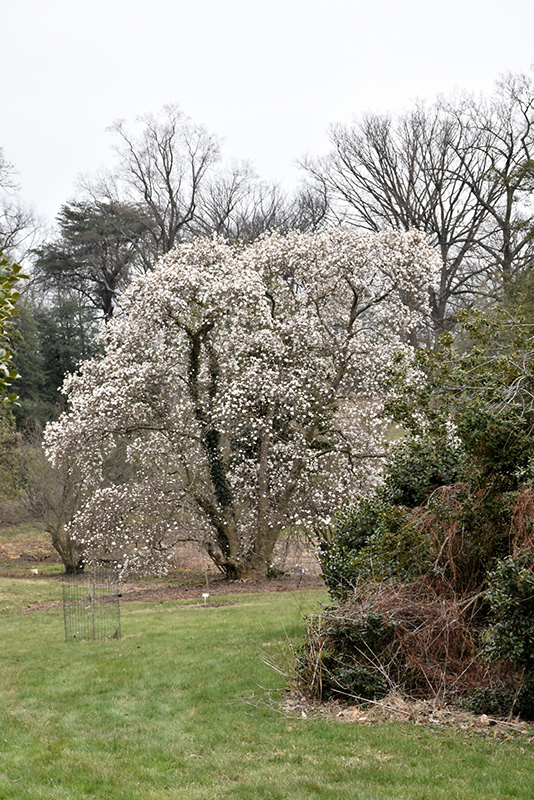 Merrill Magnolia (Magnolia x loebneri 'Merrill') at Wolf Hill Home & Garden