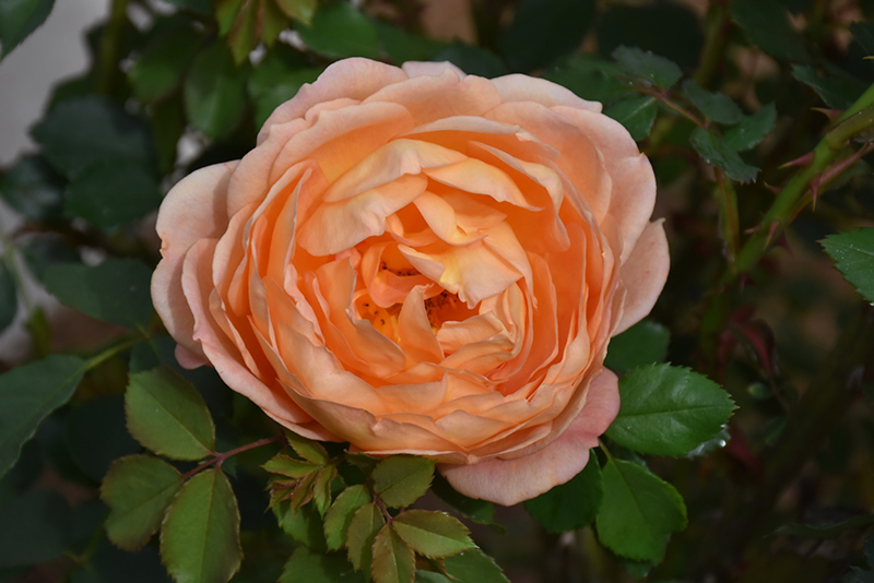 Lady Of Shalott Rose (Rosa 'Ausnyson') at Wolf Hill Home & Garden