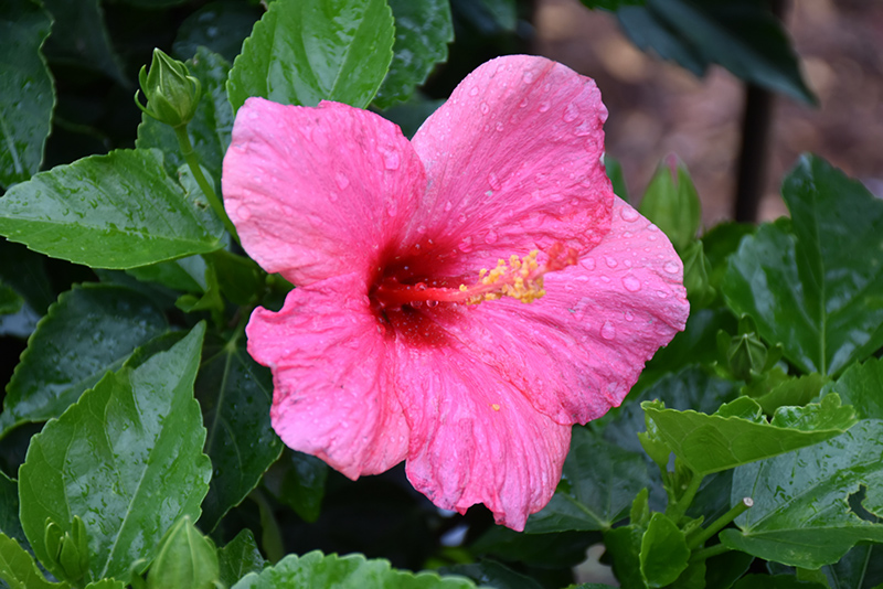 Cayman Wind Hibiscus (Hibiscus rosa-sinensis 'Cayman Wind') at Wolf Hill Home & Garden