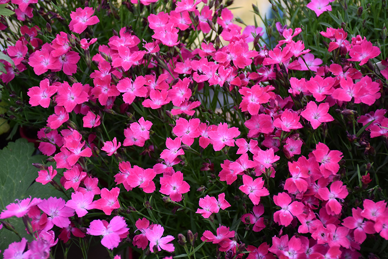Kahori Pink Pinks (Dianthus 'Kahori Pink') at Wolf Hill Home & Garden