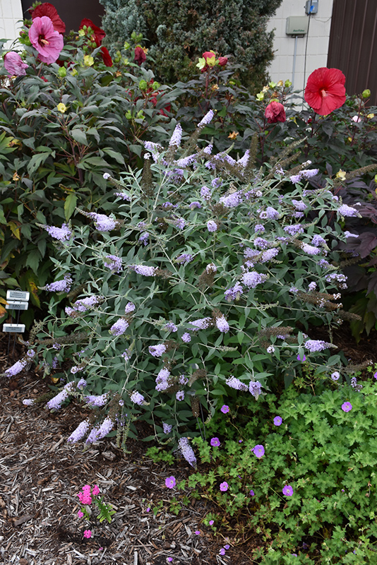 Glass Slippers Butterfly Bush (Buddleia 'Glass Slippers') at Wolf Hill Home & Garden