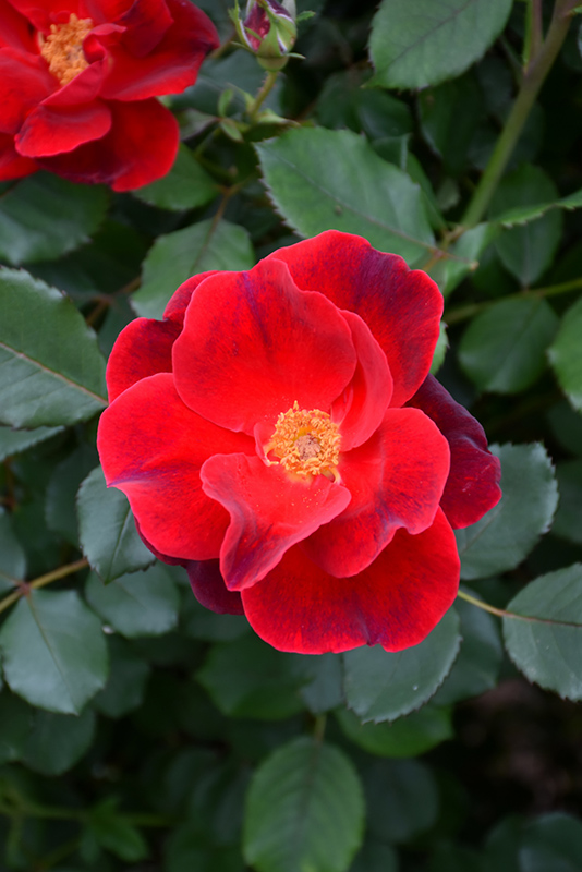 Miracle On The Hudson Rose (Rosa 'Miracle On The Hudson') at Wolf Hill Home & Garden
