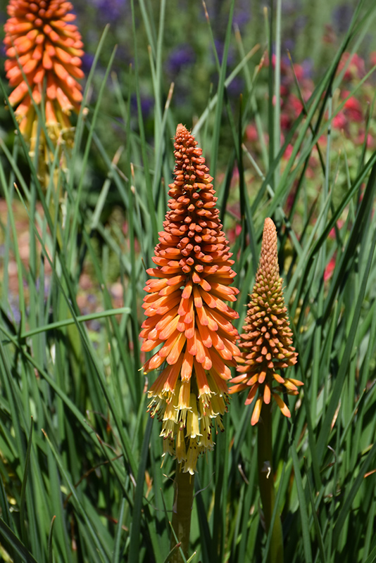 Pyromania Backdraft Torchlily (Kniphofia 'Backdraft') at Wolf Hill Home & Garden