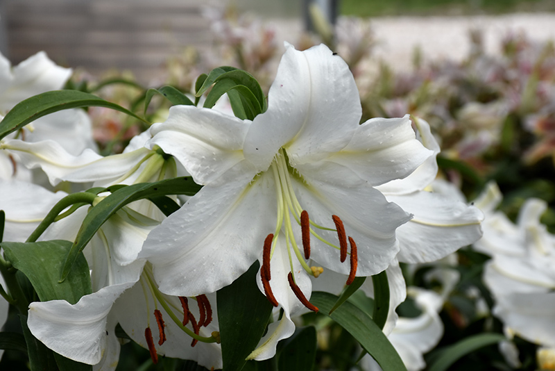 Casa Blanca Lily (Lilium 'Casa Blanca') at Wolf Hill Home & Garden