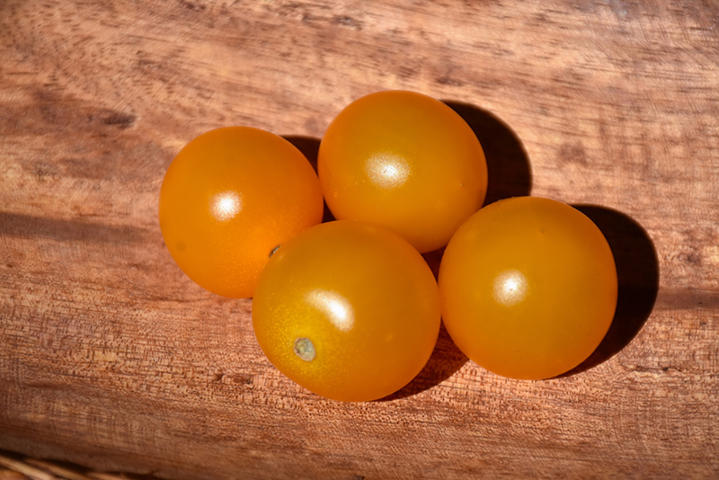 Sungold Tomato (Solanum lycopersicum 'Sungold') at Wolf Hill Home & Garden