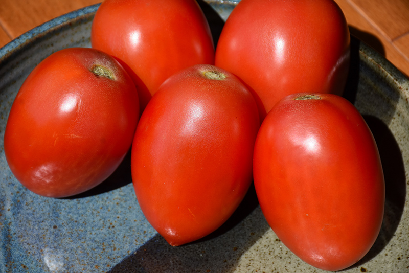 Italian Tomato (Solanum lycopersicum 'Italian') at Wolf Hill Home & Garden