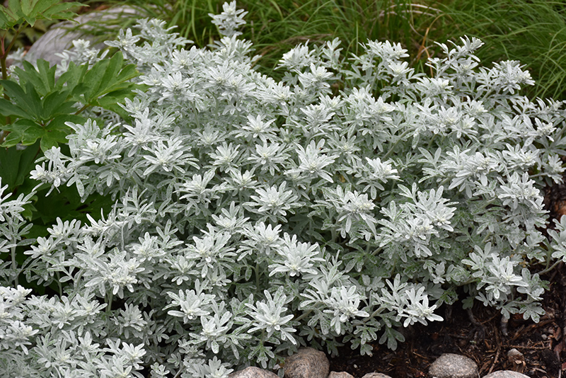Silver Brocade Artemesia (Artemisia stelleriana 'Silver Brocade') at Wolf Hill Home & Garden