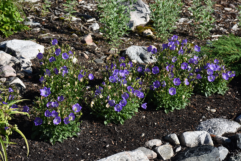 Rapido Blue Bellflower (Campanula carpatica 'Rapido Blue') at Wolf Hill Home & Garden
