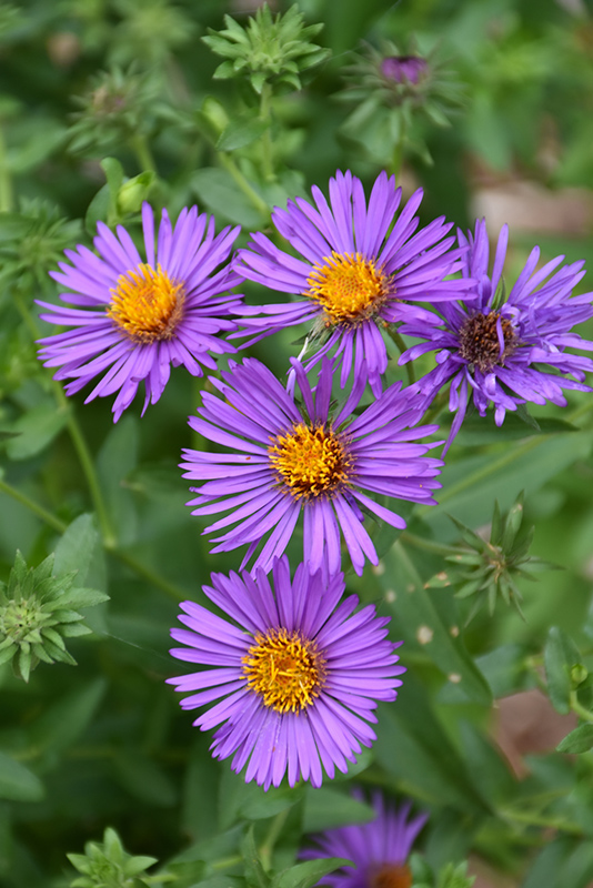 Purple Beauty Aster (Aster novae-angliae 'Purple Beauty') at Wolf Hill Home & Garden