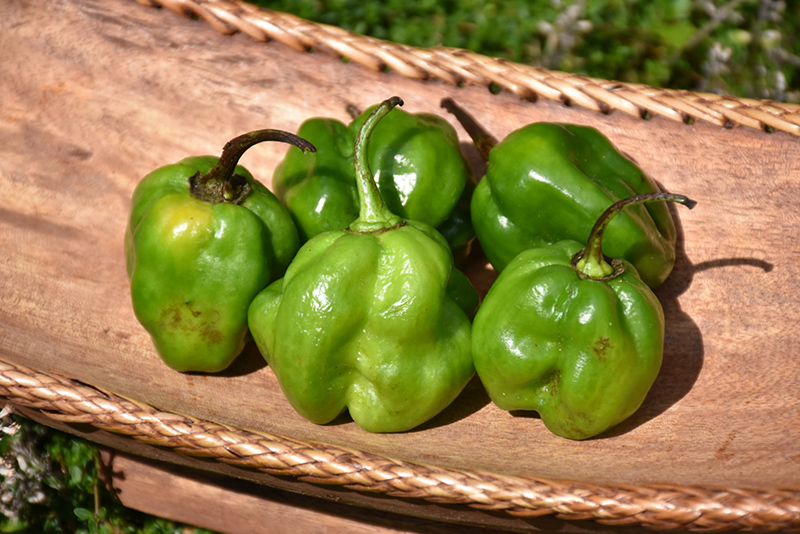 Habanero Green Pepper (Capsicum chinense 'Habanero Green') at Wolf Hill Home & Garden