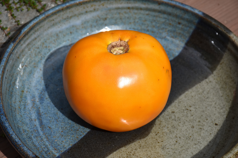 Golden Boy Tomato (Solanum lycopersicum 'Golden Boy') at Wolf Hill Home & Garden