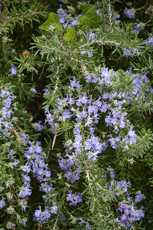 Trailing Rosemary (Rosmarinus officinalis 'Prostratus') at Wolf Hill Home & Garden