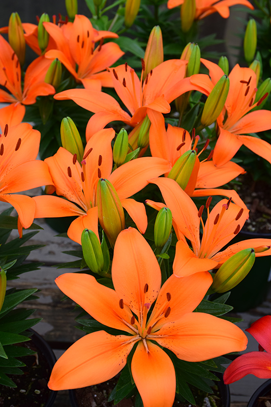 Matrix Orange Lily (Lilium 'Matrix Orange') at Wolf Hill Home & Garden