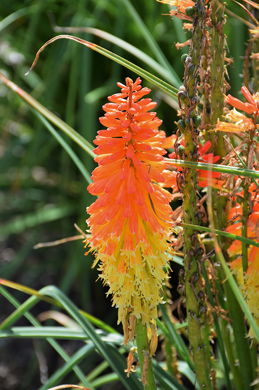 Pyromania Backdraft Torchlily (Kniphofia 'Backdraft') at Wolf Hill Home & Garden
