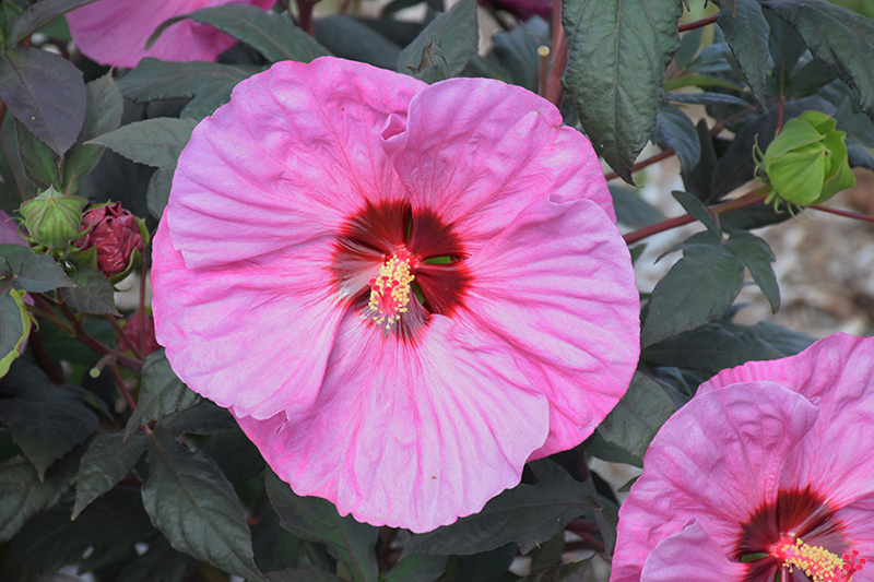 Summerific Berry Awesome Hibiscus (Hibiscus 'Berry Awesome') at Wolf Hill Home & Garden