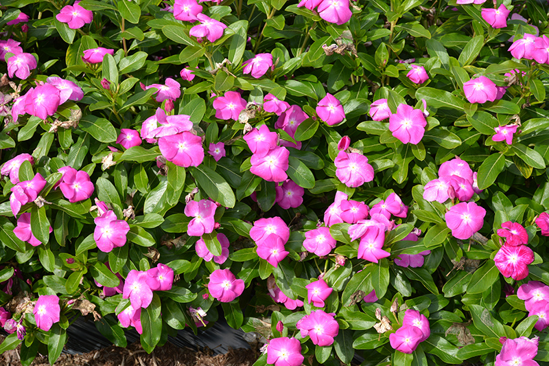 Cora XDR Orchid (Catharanthus roseus 'Cora XDR Orchid') at Wolf Hill Home & Garden
