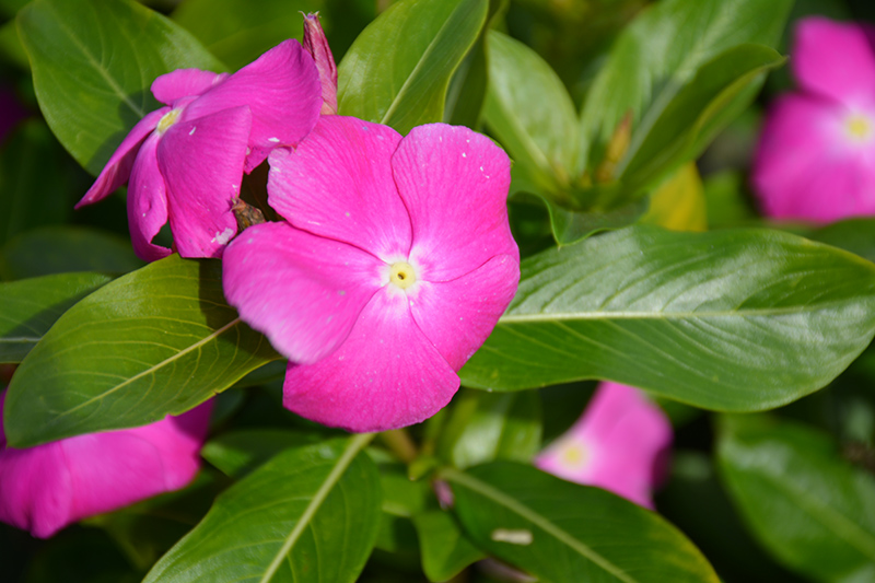 Cora XDR Orchid (Catharanthus roseus 'Cora XDR Orchid') at Wolf Hill Home & Garden