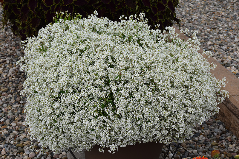 Diamond Snow Euphorbia (Euphorbia 'INCHADIACL') at Wolf Hill Home & Garden