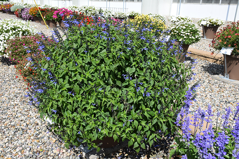Rockin' Blue Suede Shoes (Salvia 'BBSAL01301') at Wolf Hill Home & Garden
