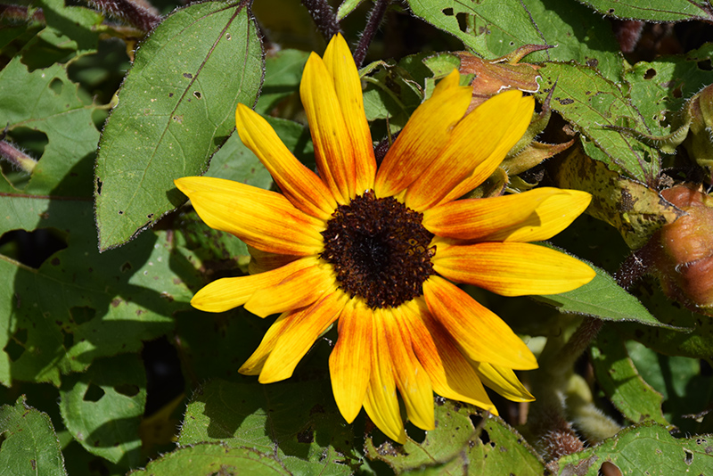 Suntastic Bicolor Yellow and Red (Helianthus 'Suntastic Bicolor Yellow and Red') at Wolf Hill Home & Garden