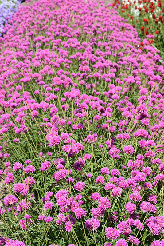 Truffula Pink Gomphrena (Gomphrena 'PAST0517E') at Wolf Hill Home & Garden