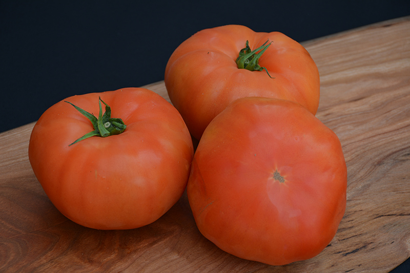 Classic Beefsteak Tomato (Solanum lycopersicum 'Beefsteak') at Wolf Hill Home & Garden