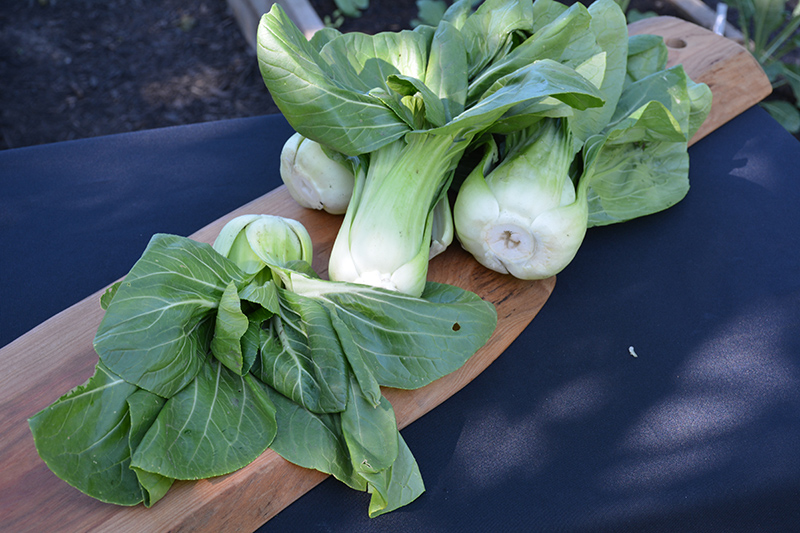 Bok Choy (Brassica rapa var. chinensis) at Wolf Hill Home & Garden