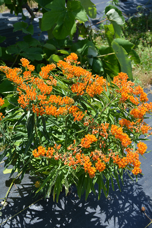 Butterfly Weed (Asclepias tuberosa) at Wolf Hill Home & Garden