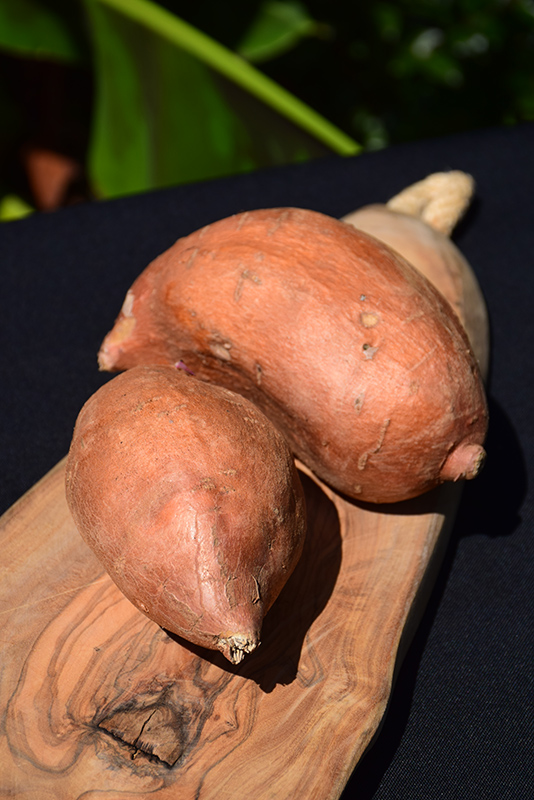 Beauregard Sweet Potato (Ipomoea batatas 'Beauregard') at Wolf Hill Home & Garden