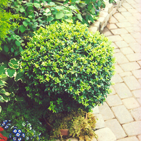 Plant Photo 2