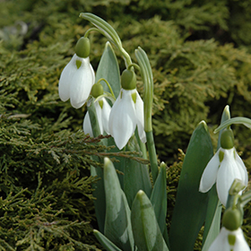 Plant Photo 2