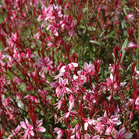 Plant Photo 5