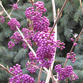 Plant Photo 7